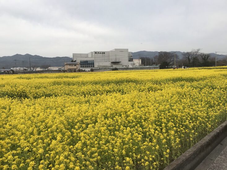 重信川サイクリングロードから見える菜の花
